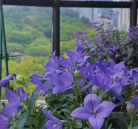 桔梗花 别名包袱花、铃铛花、僧帽花，是多年...