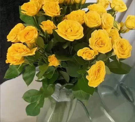 10支12.8包邮多头玫瑰鲜切花水养插花可...