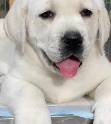 自家基地繁殖一窝拉布拉多幼犬，纯种犬，自提...