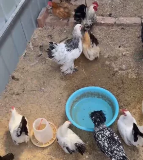 观赏鸡种蛋混合发货 各品种种蛋受精蛋混合，...