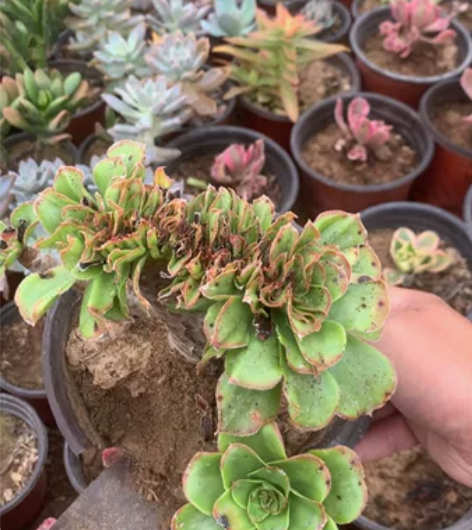 君美丽缀化，20不包邮，鲜活植物看好下单，...