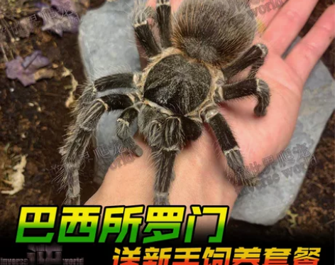 上新 足展7-8cm 借：新网红新手入门品...