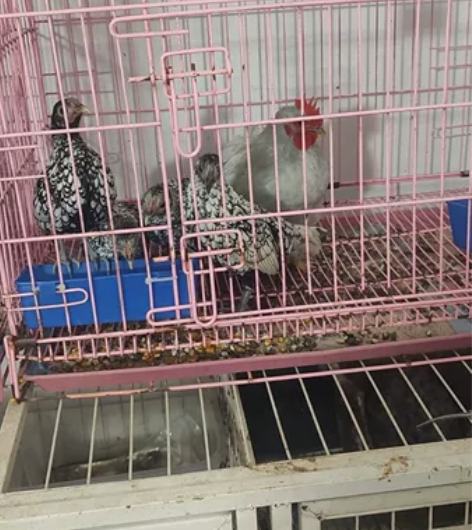 四只波兰小母鸡150一只，一只科钦球小公鸡...