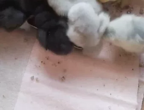 观赏鸡，波兰鸡，婆罗门梵天鸡，科钦球，脱温...