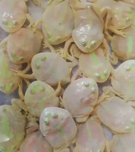 小丑蛙大量有货零售30一个，一百四个，接批...