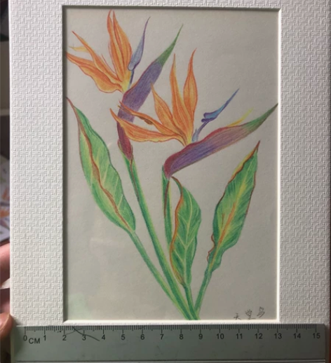 彩铅花卉纯手绘，带一个卡纸。尺寸内11x1...