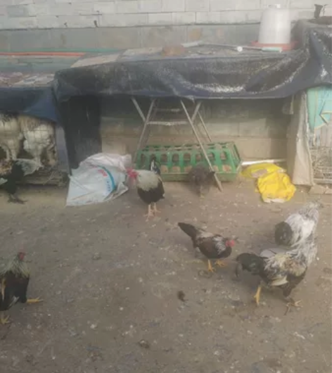 出售鹊山大围山狼山泰和柯钦球矮脚波兰婆罗门...