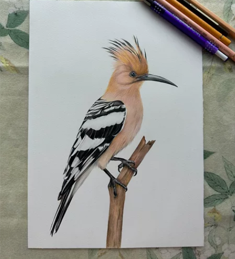 纯手工彩铅画《戴胜鸟》… 霹雳马彩铅+辉柏...