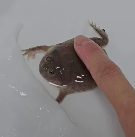 小丑蛙，5月初购于淘宝，5到6厘米，状态健...