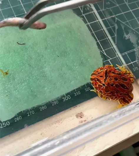 红钟角蛙 全红品质 吃饭不墨迹 喜欢的来 ...