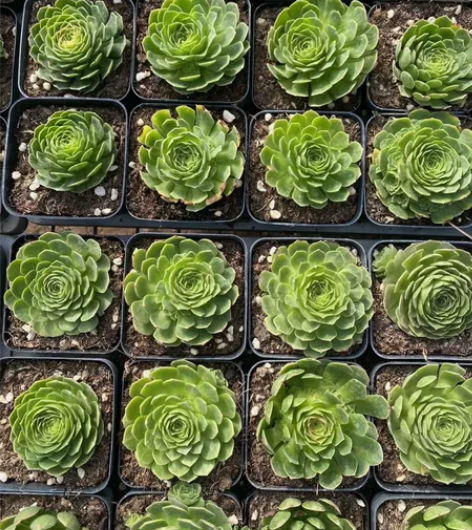 山地玫瑰多肉植物 毛绒山地玫瑰 手机原相机...