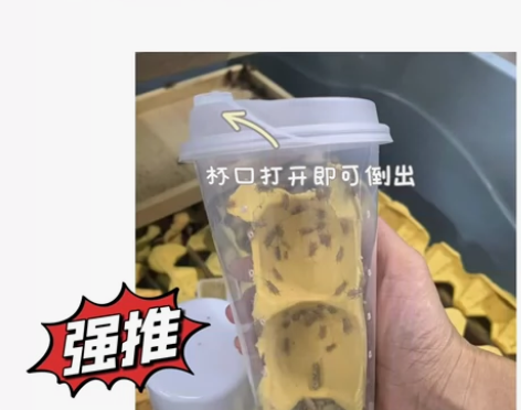 养蛙新手推荐饲养套装，蟋蟀活体，白蟋蟀，针...