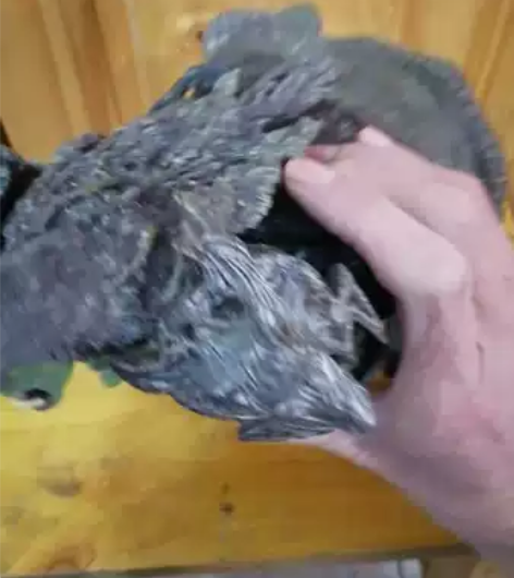 树脂工艺品，造型复杂，用料考究，不懂什么人...