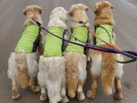 美国Insect Shield宠物防虫凉凉...