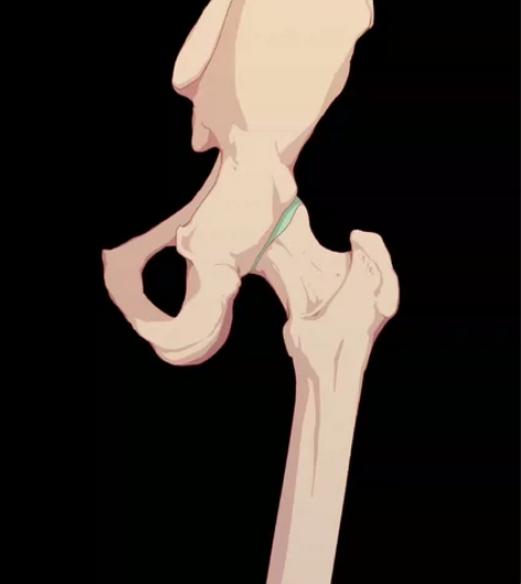 在线接单 医学插画 医学解剖图 板绘 可矢...