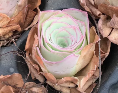 玉帕玫瑰 手机原相机拍摄 自然上色 正版非...