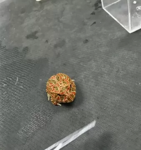 红钟角蛙 瑕疵。尾巴有点凸，饲养一下就可以...