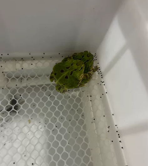 秘鲁角蛙 88一个，大量拿货价格美丽，接预...