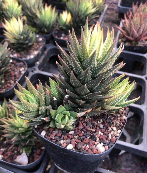 鼓笛锦 群生硬叶十二卷多肉植物 办公室桌面...