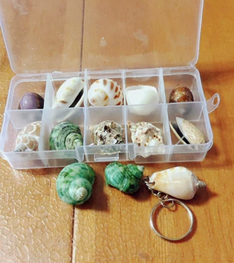 自然贝壳海螺海星标本螺收纳套装礼盒幼儿园海...