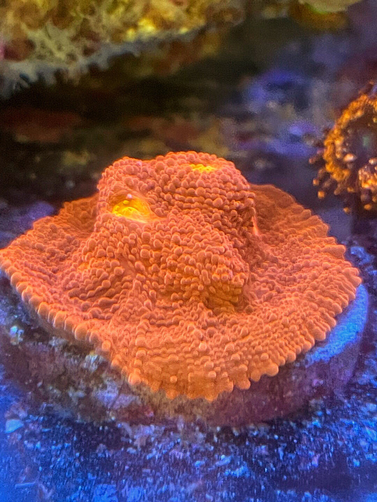 调色盘,双色,大块,非常红。从鼻屎大小养这...