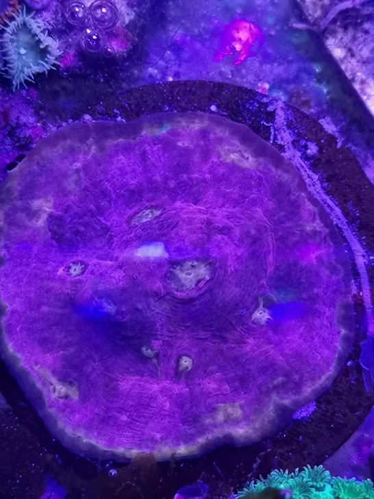 调色盘珊瑚，调色盘，2.5cm大小，4色基...