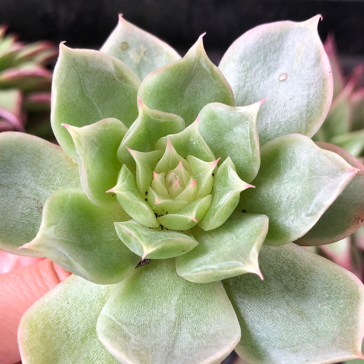 玻璃冰心，叶心很透，优选杂交品种