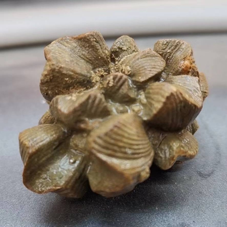石燕化石石燕化石颗粒   产湖南永州石燕不...
