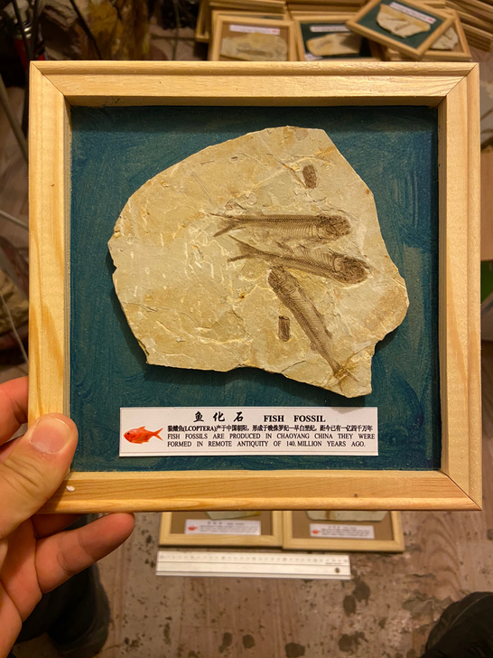 群鱼化石 狼鳍鱼狼鳍鱼化石 群鱼化石