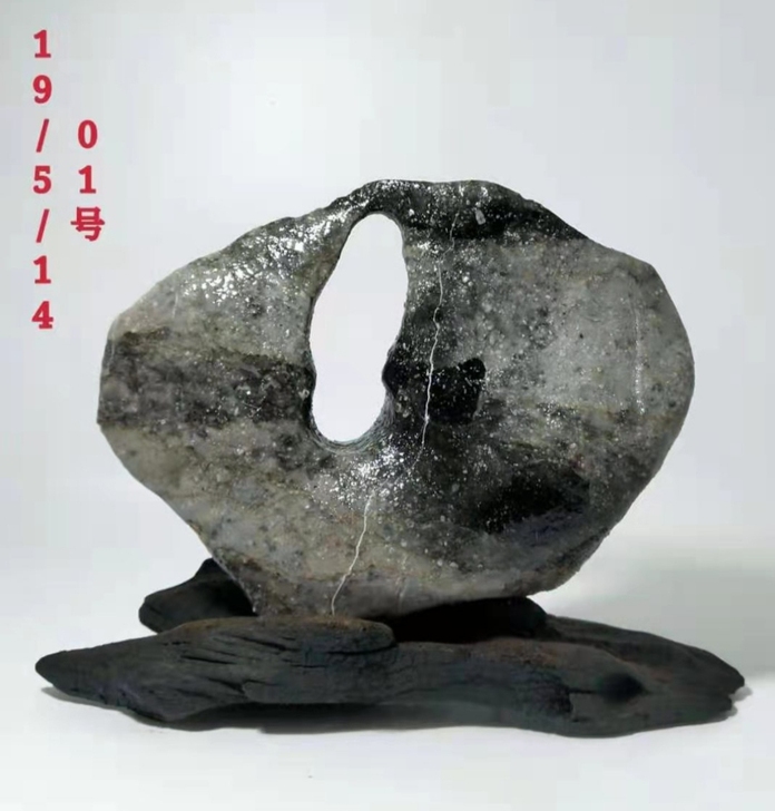 云南文山，寒武纪海洋化石，裸石尺寸19/5...