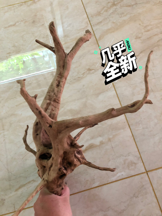 杜鹃根长46宽30高34，只限昌黎本地自提