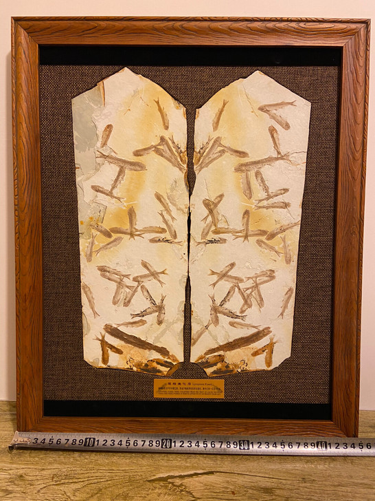 群鱼化石 群鱼图 狼鳍鱼化石 鱼化石非常难...