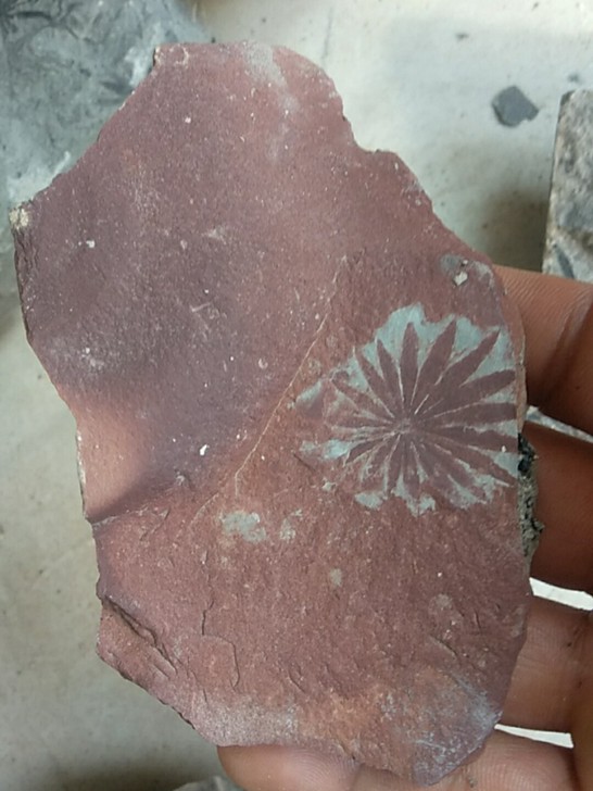 植物化石