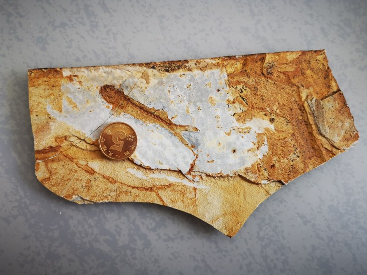 秒杀价系列狼鳍鱼化石