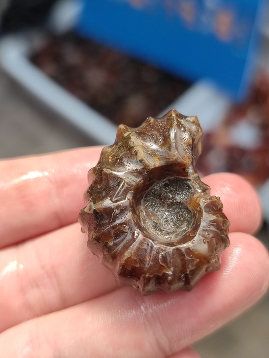 马达加斯加远古生物化石菊石羊角螺手把件，纯...