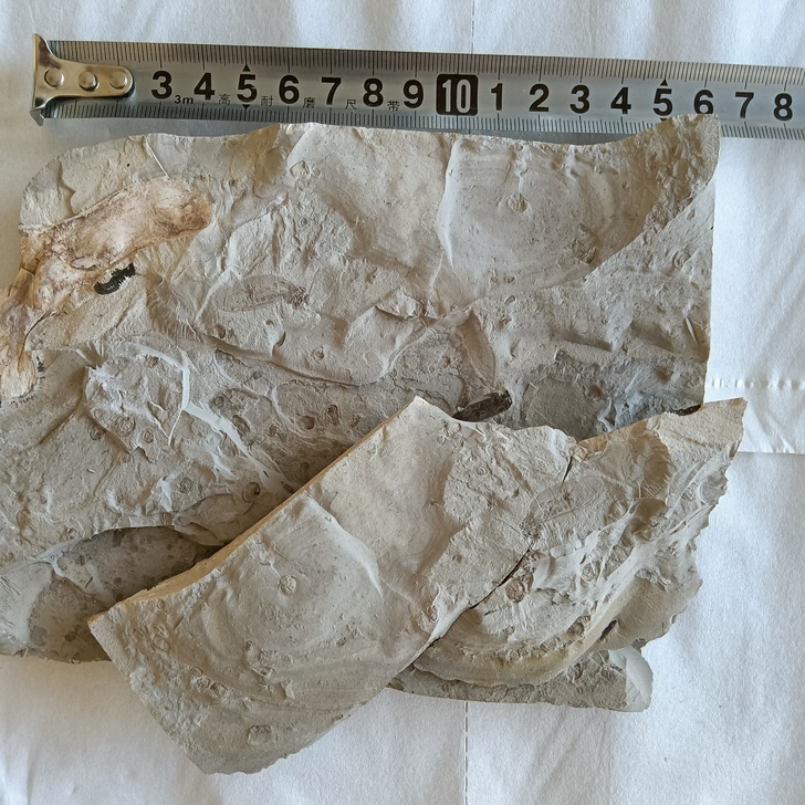 宁城道虎沟对板昆虫化石适合收藏馈赠朋友无描...