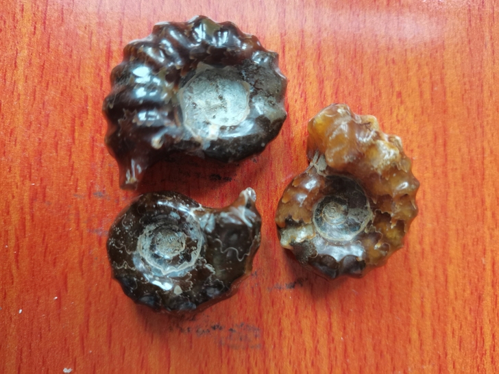菊石化石特价包邮转让！实物大小尺寸如图，亿...