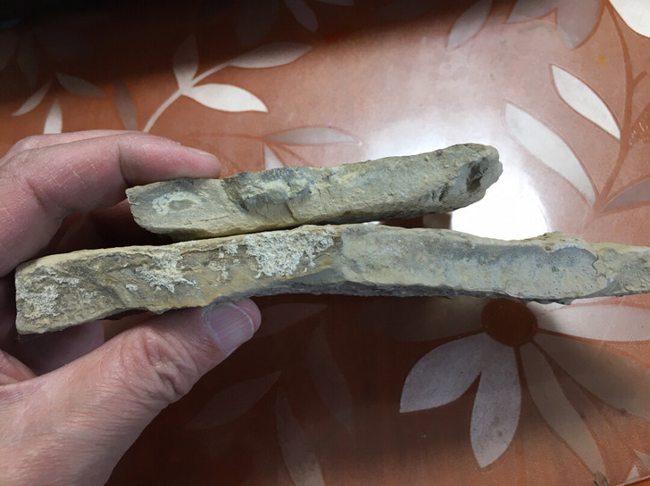两块昆虫化石