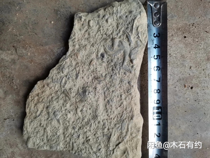 三叶虫化石  俗称燕子石 纯天然的没有任何...