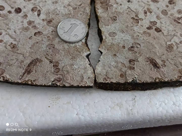 蜜蜂昆虫化石  纯天然原石