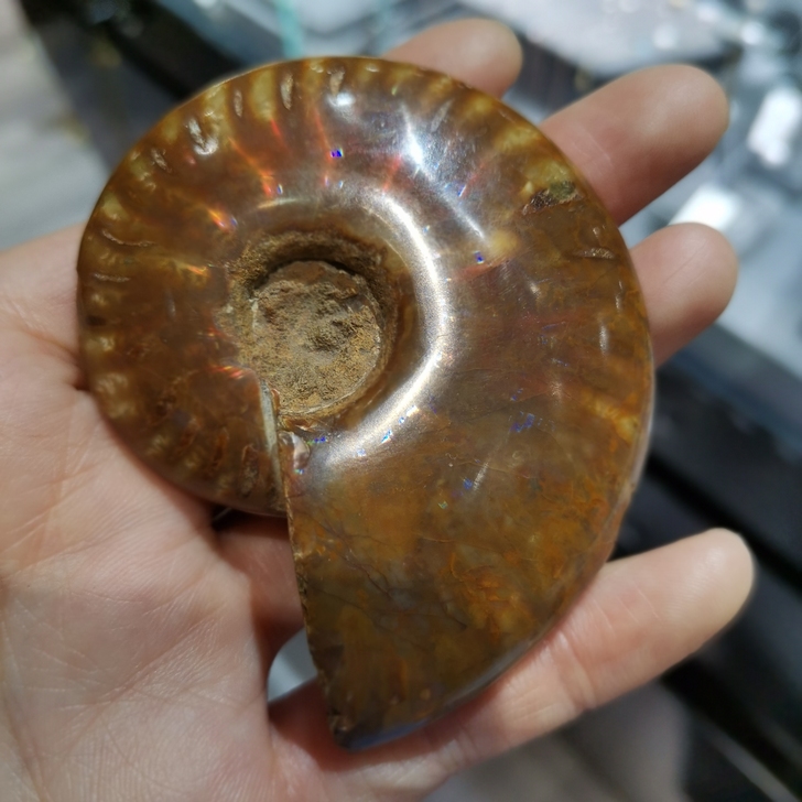 海螺化石,贝壳化石,菊螺菊石标本摆件特价处...