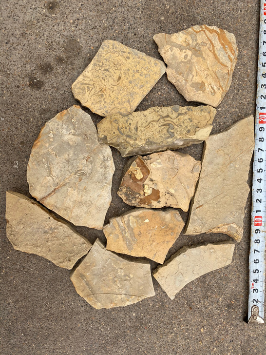 化石，三叶虫化石燕子石蝙蝠石！3块钱一块！