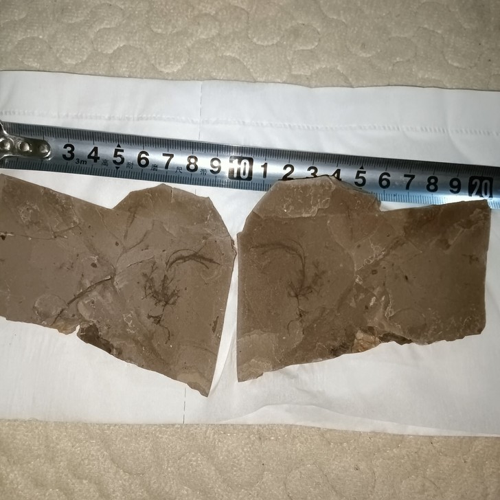 一对宁城道虎沟植物化石无描化适合收藏馈赠朋友
