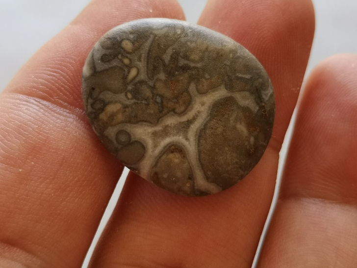 天然画面石，这个动物画得好吧。石质古生物化...