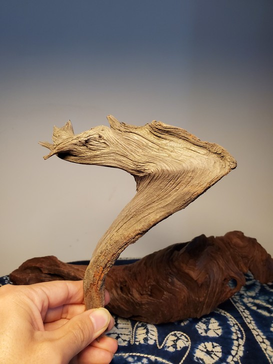 崖柏 太行崖柏 龙首