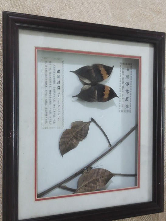 蝴蝶标本完整,相框品相有划痕,二手物品售后...