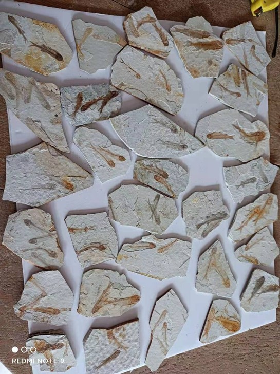 小城子狼鳍鱼化石