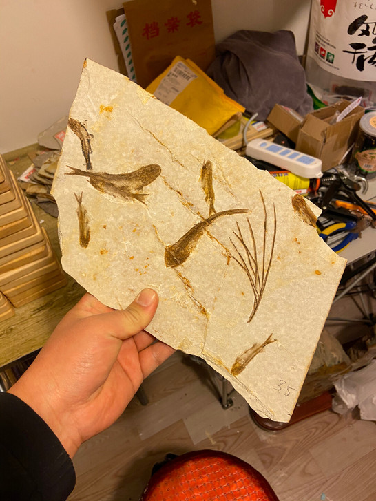 狼鳍鱼化石植物水草化石共生