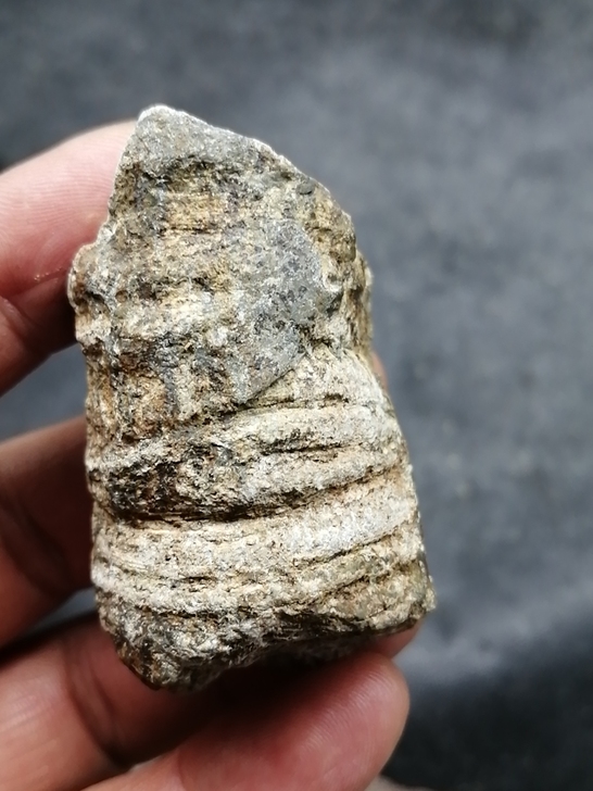 奇石～（化石）不知道是啥远古生物，喜欢的研...