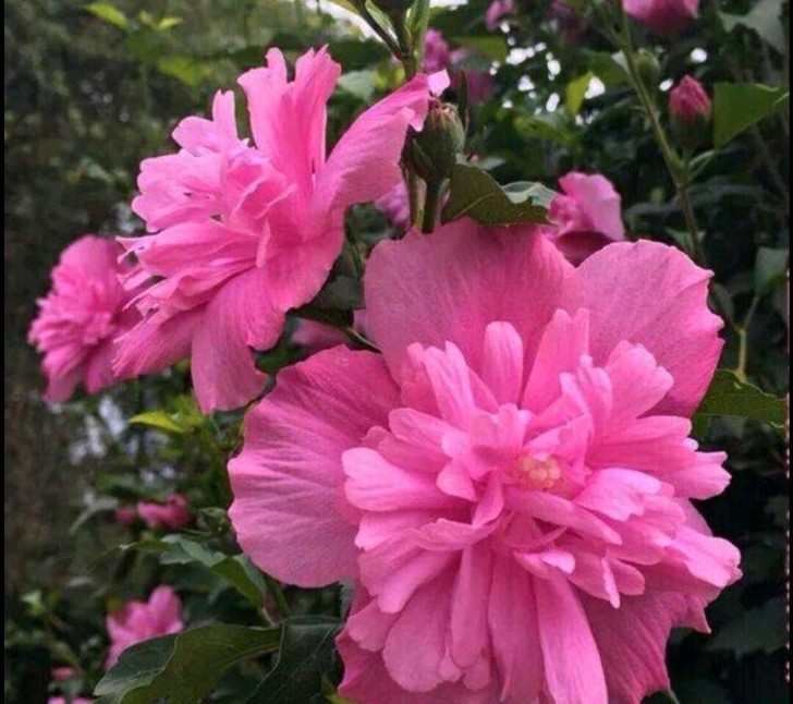 木槿花苗